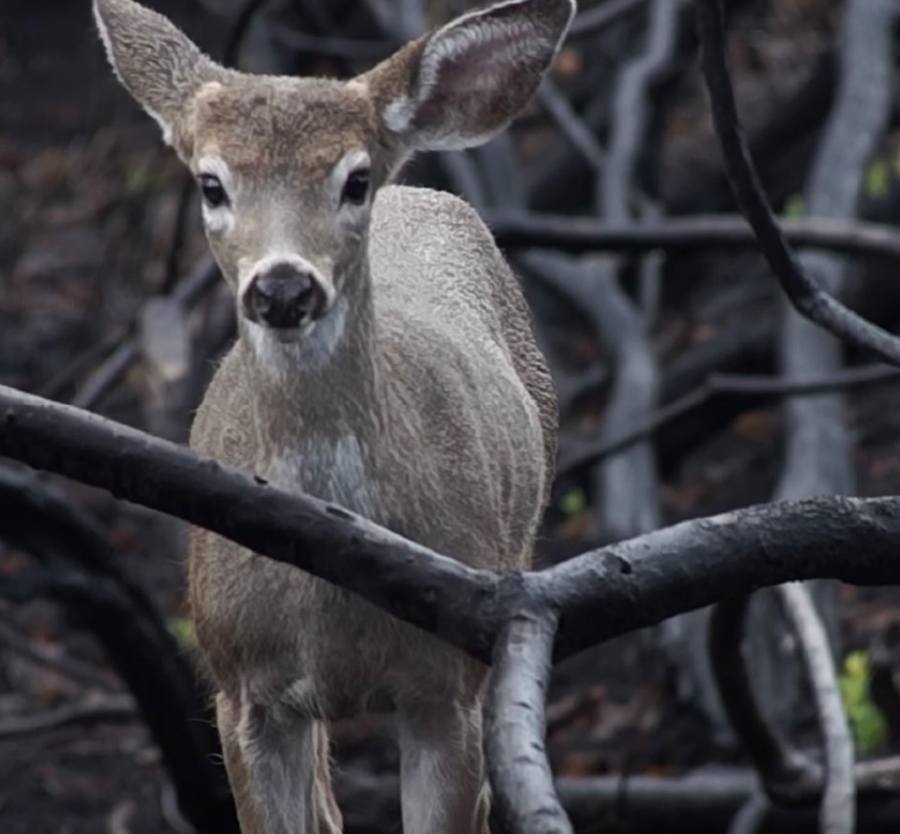 Deer in the forest lookingn at camera.