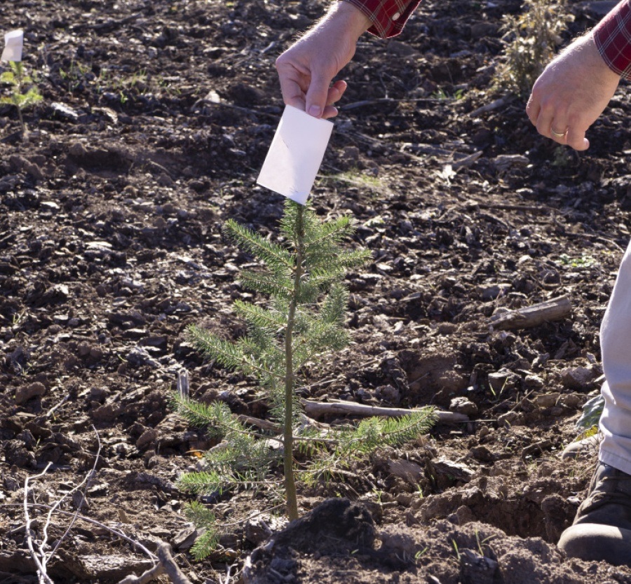 Seedling  capped with a all weather paper for protection.