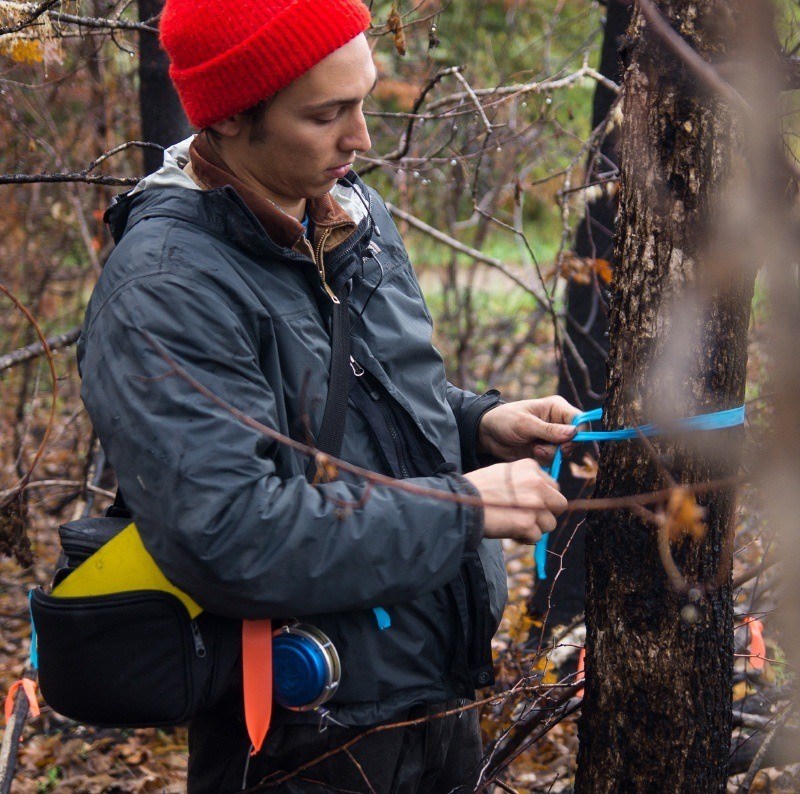 Arborist measuring damaged tree from fire